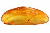 Fossil Fly (Diptera) In Baltic Amber #72225-2